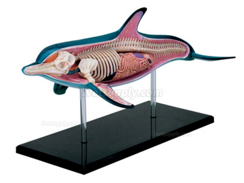 Dolphin Anatomy Modell Teaching Model Assembled Toy